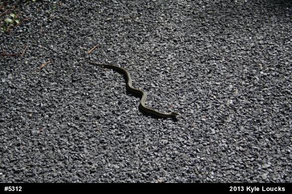 Eastern Gartersnake