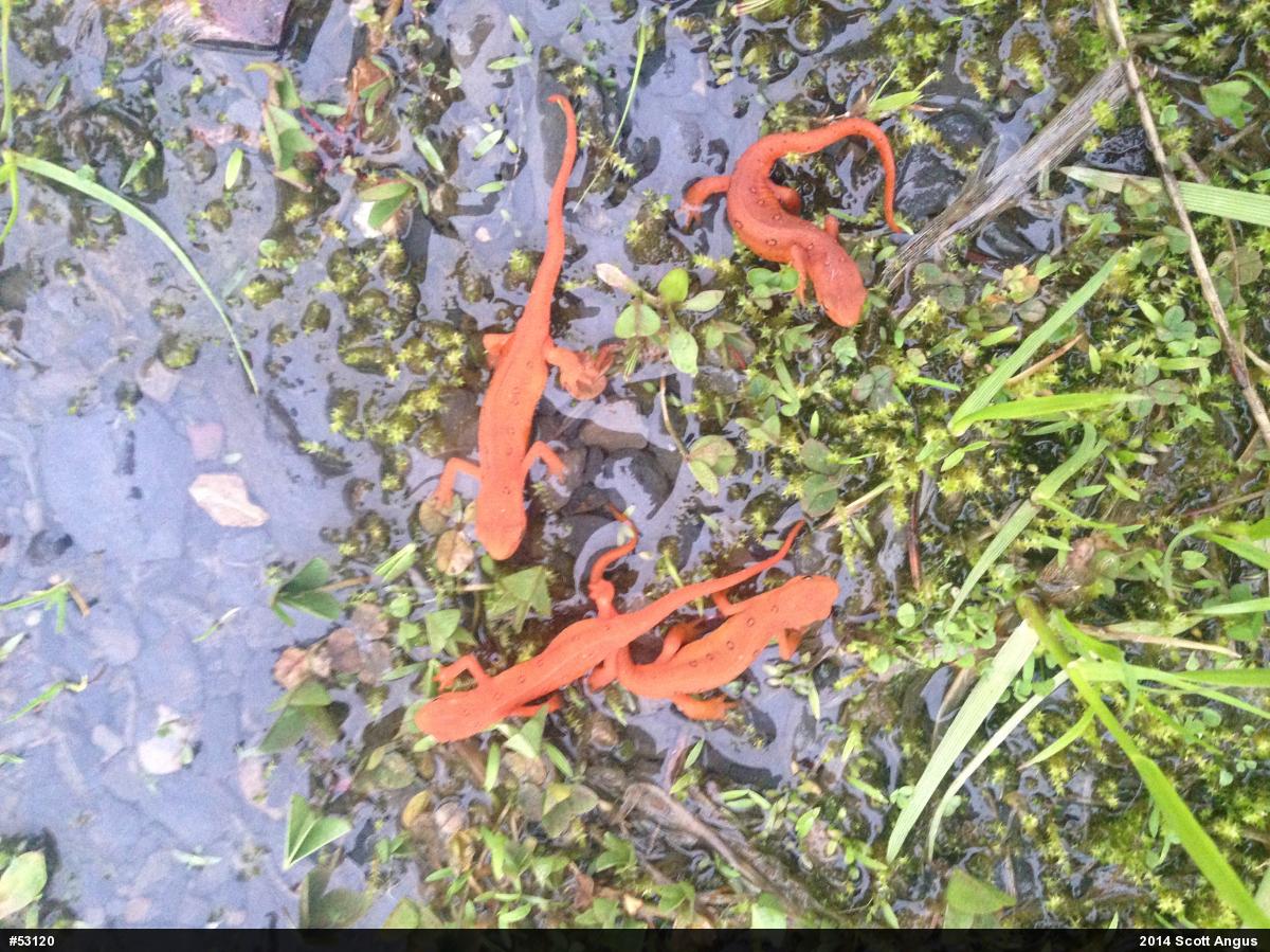 Red-spotted Newt