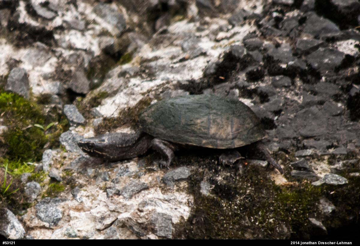Eastern Musk Turtle
