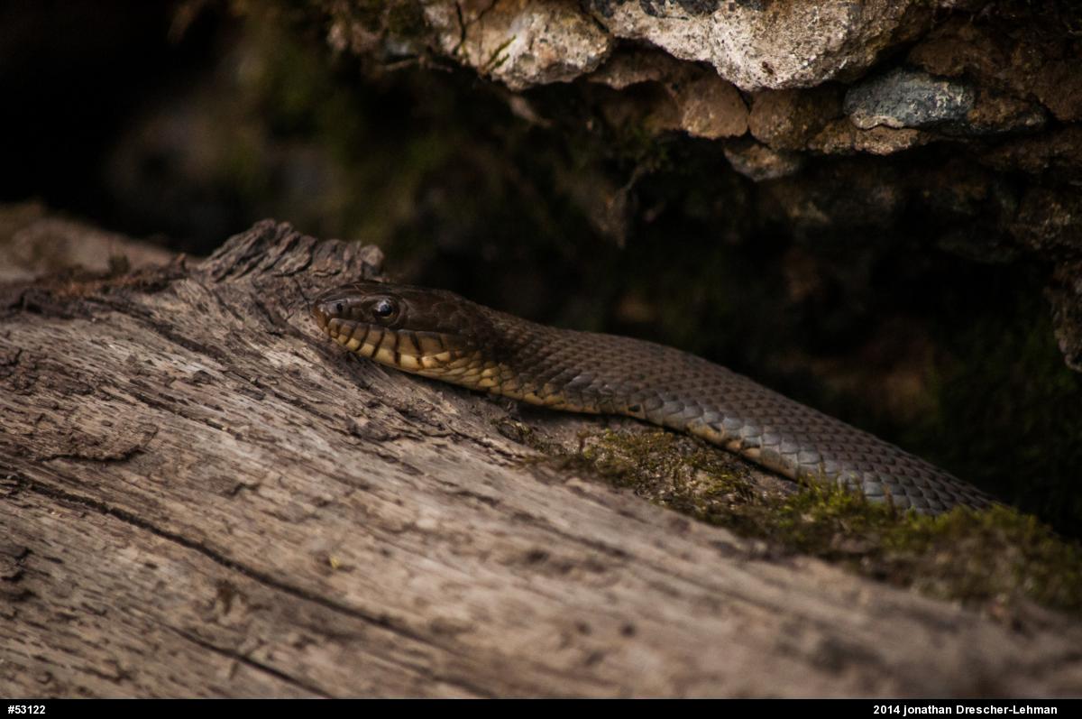 Northern Watersnake