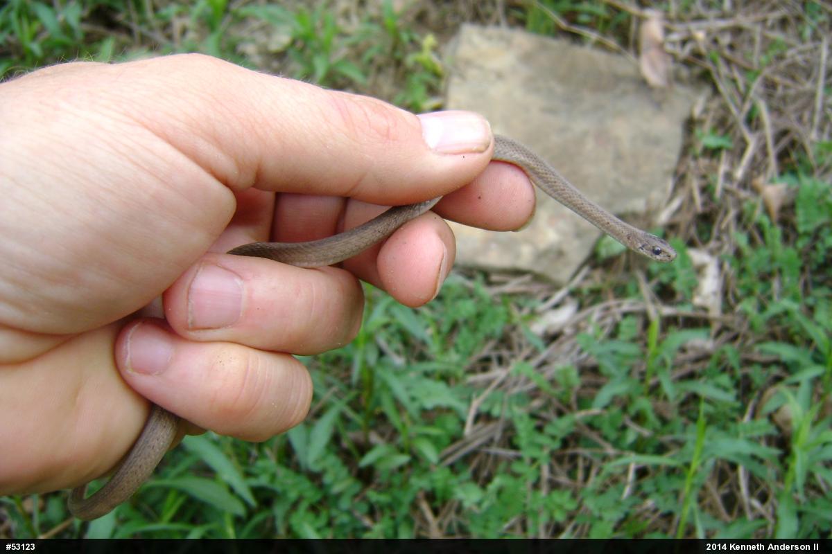 Dekay's Brownsnake