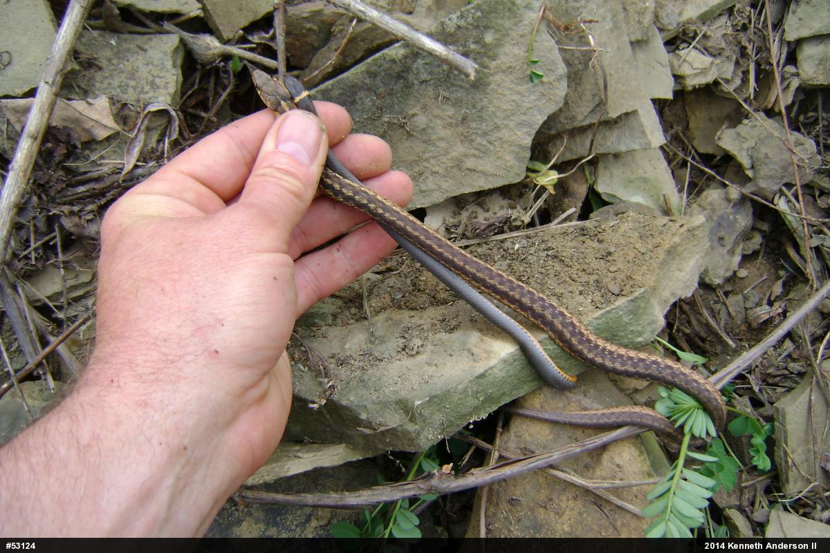 Eastern Gartersnake