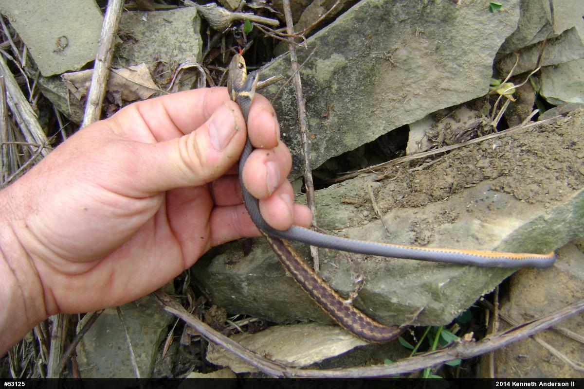 Northern Ring-necked Snake