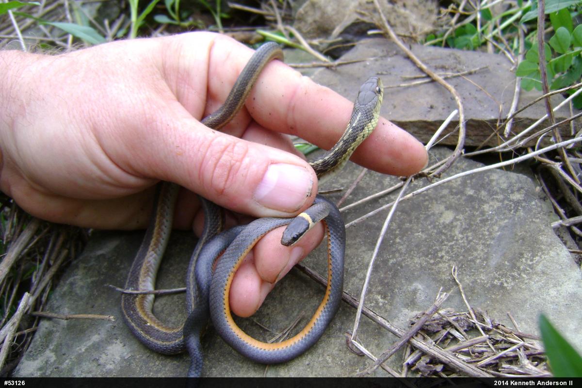 Northern Ring-necked Snake