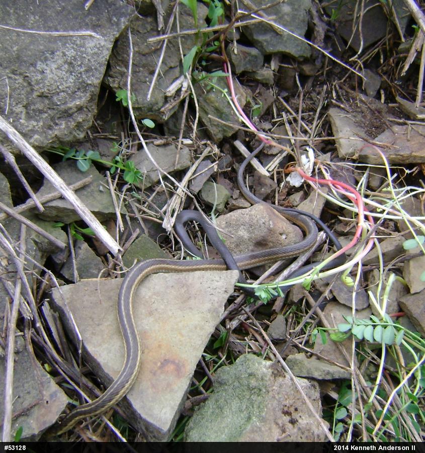 Eastern Gartersnake