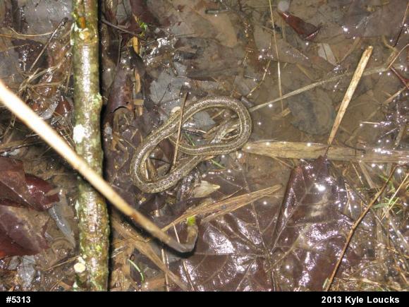 Eastern Gartersnake