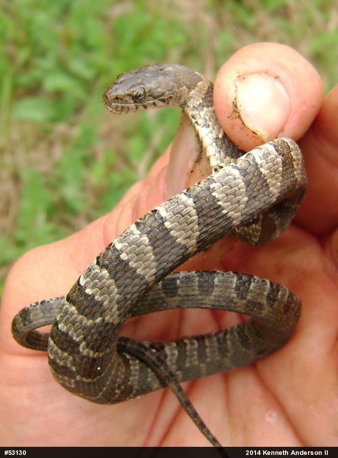 Northern Watersnake