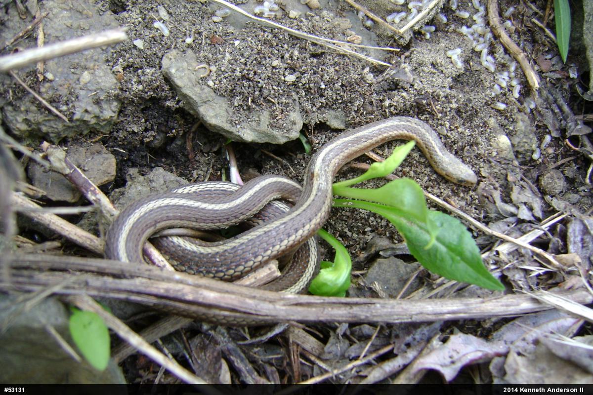 Shorthead Gartersnake