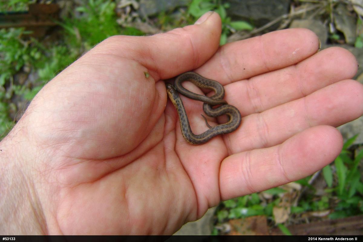 Eastern Gartersnake