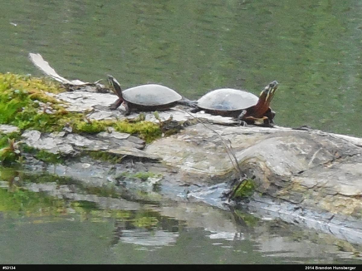 Painted Turtle