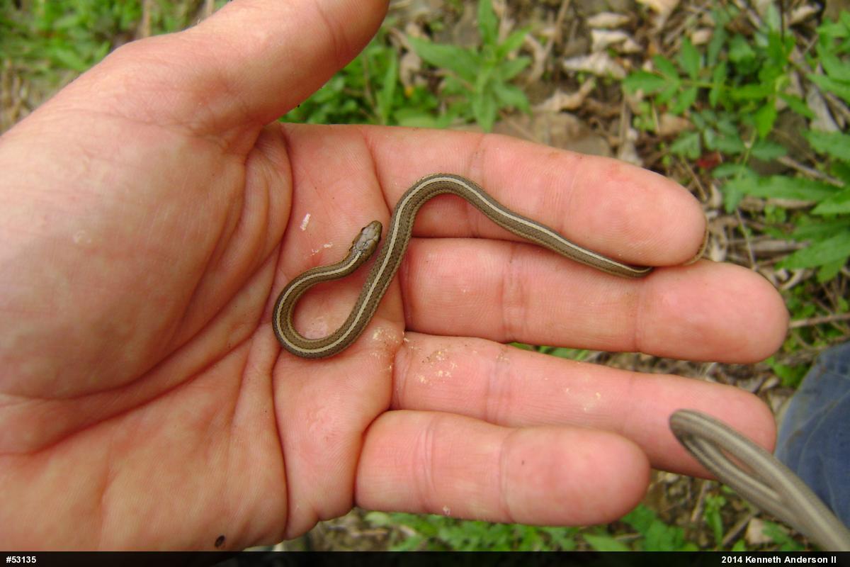 Shorthead Gartersnake