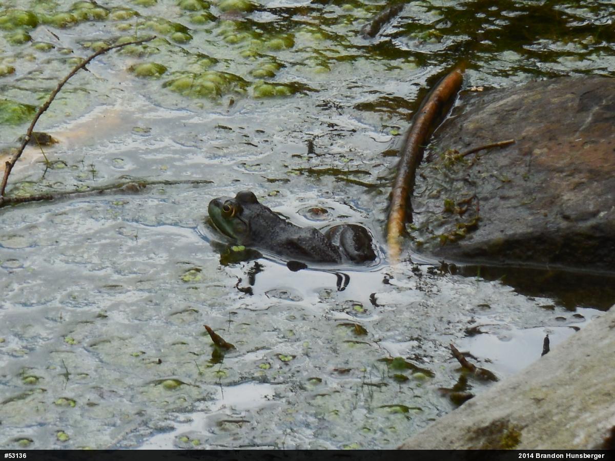 American Bullfrog