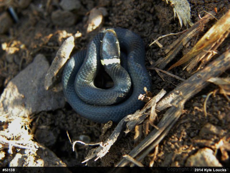 Northern Ring-necked Snake