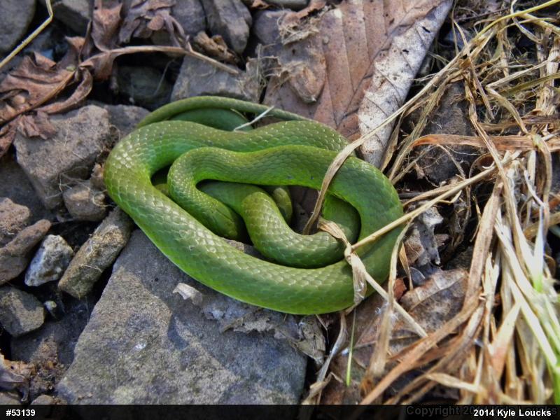 Smooth Greensnake