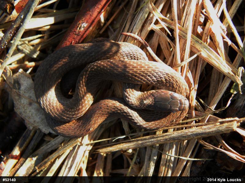 Red-bellied Snake