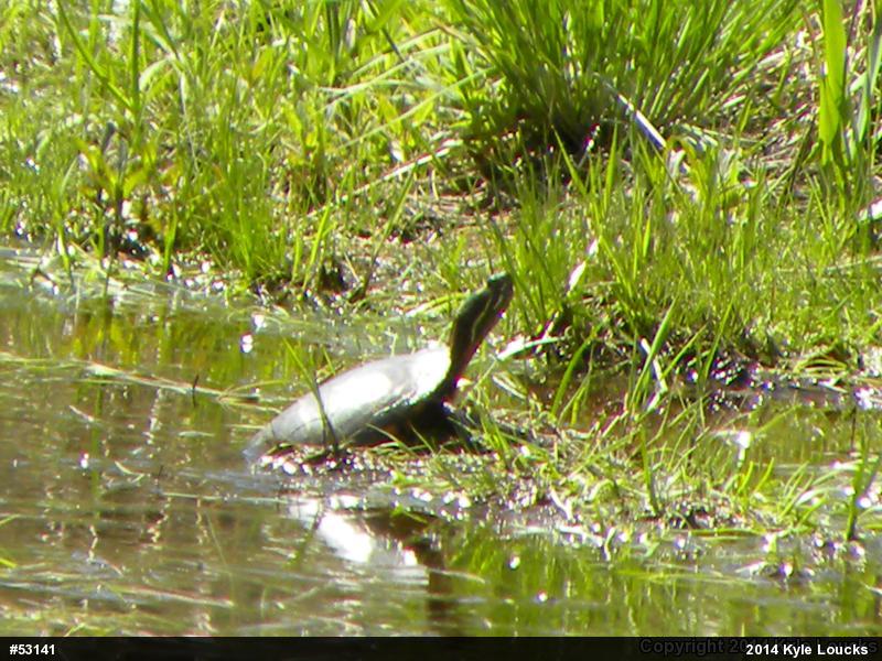 Painted Turtle