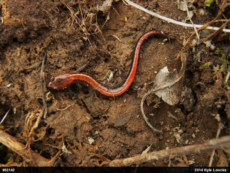 Eastern Red-backed  Salamander