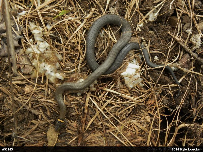 Northern Ring-necked Snake