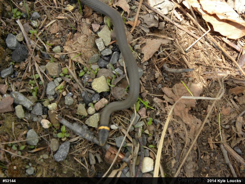 Northern Ring-necked Snake