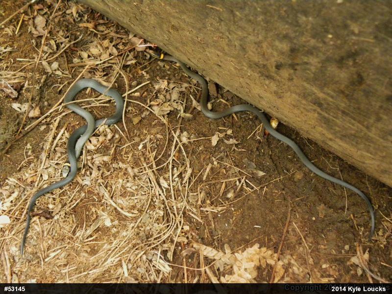 Northern Ring-necked Snake