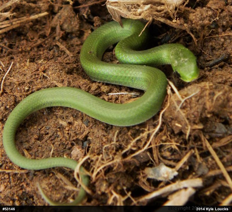 Smooth Greensnake