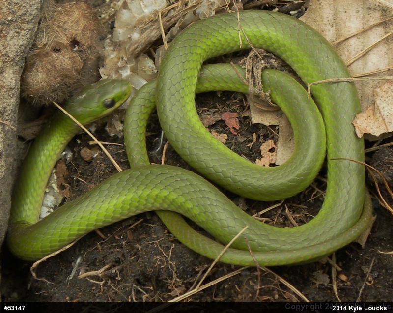 Smooth Greensnake
