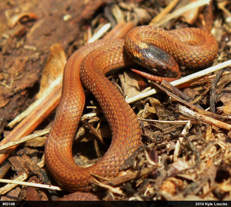 Red-bellied Snake