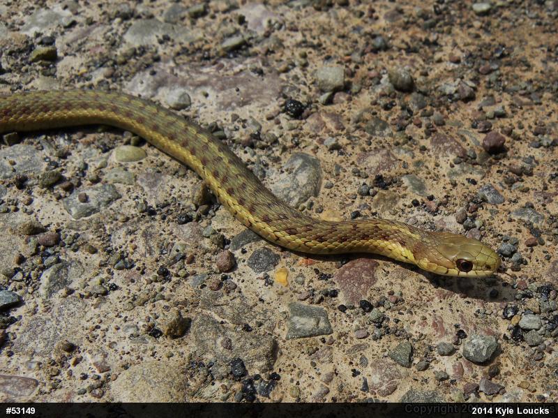 Eastern Gartersnake