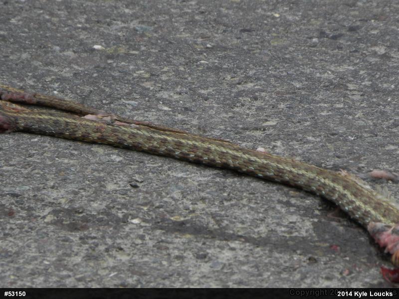 Eastern Gartersnake