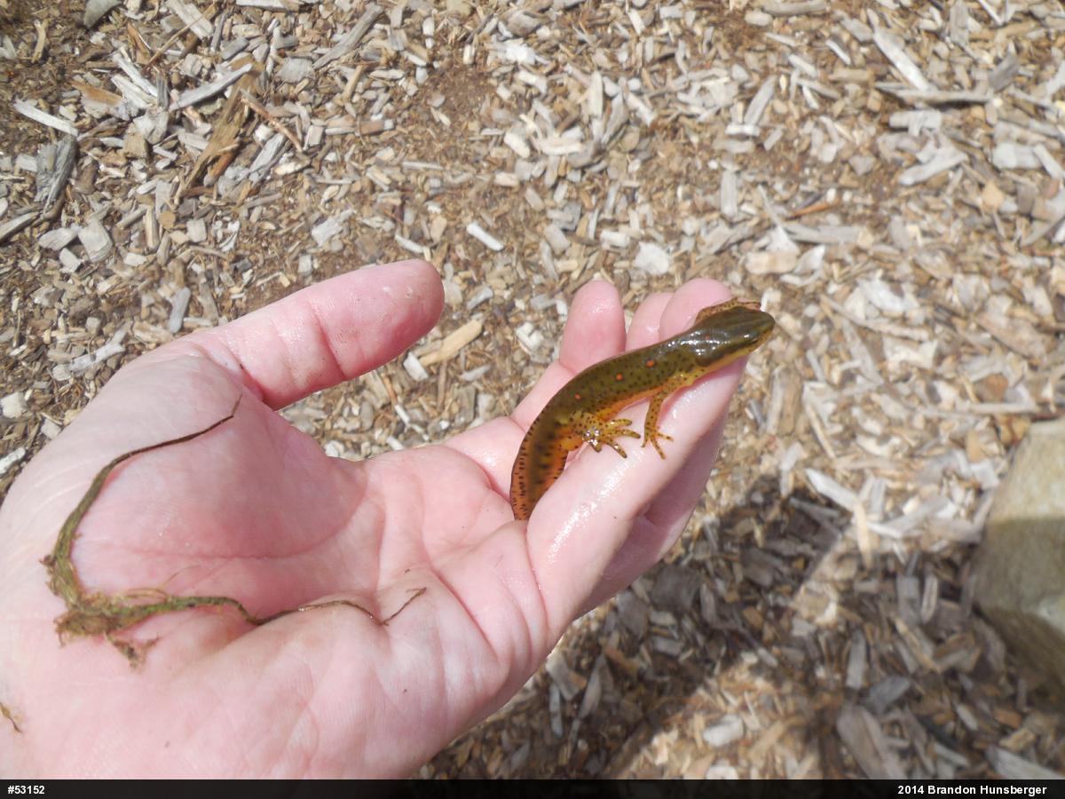 Red-spotted Newt