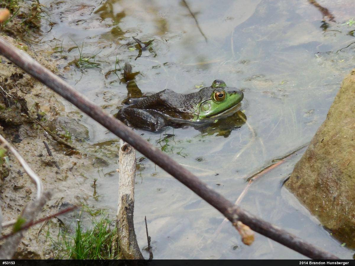 American Bullfrog
