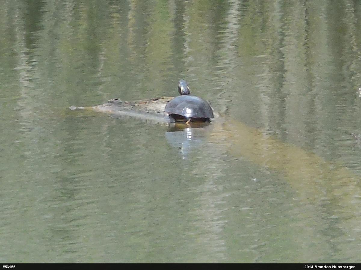 Painted Turtle