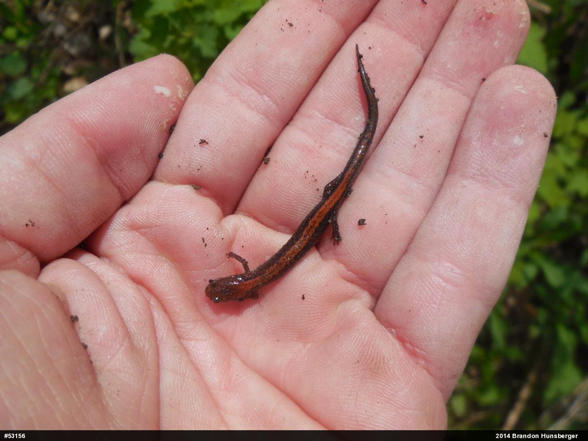 Eastern Red-backed  Salamander