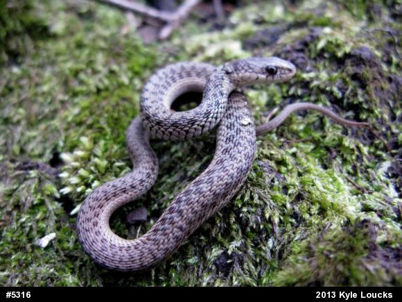 Eastern Gartersnake