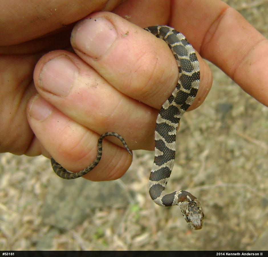 Northern Watersnake