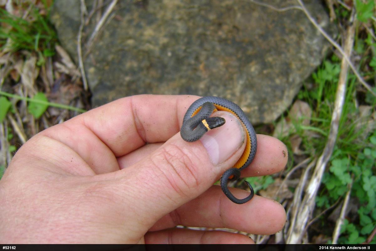 Northern Ring-necked Snake