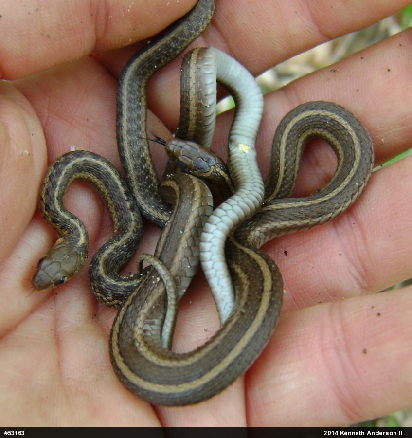 Eastern Gartersnake
