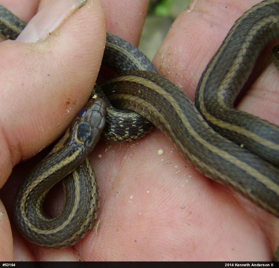 Shorthead Gartersnake