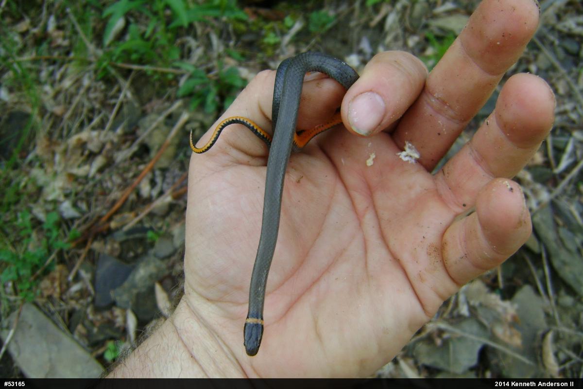 Northern Ring-necked Snake