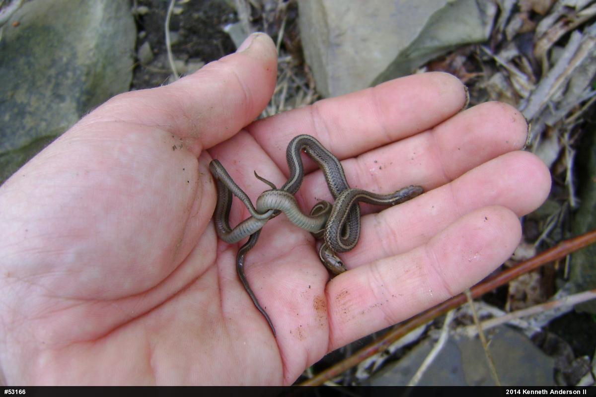 Shorthead Gartersnake