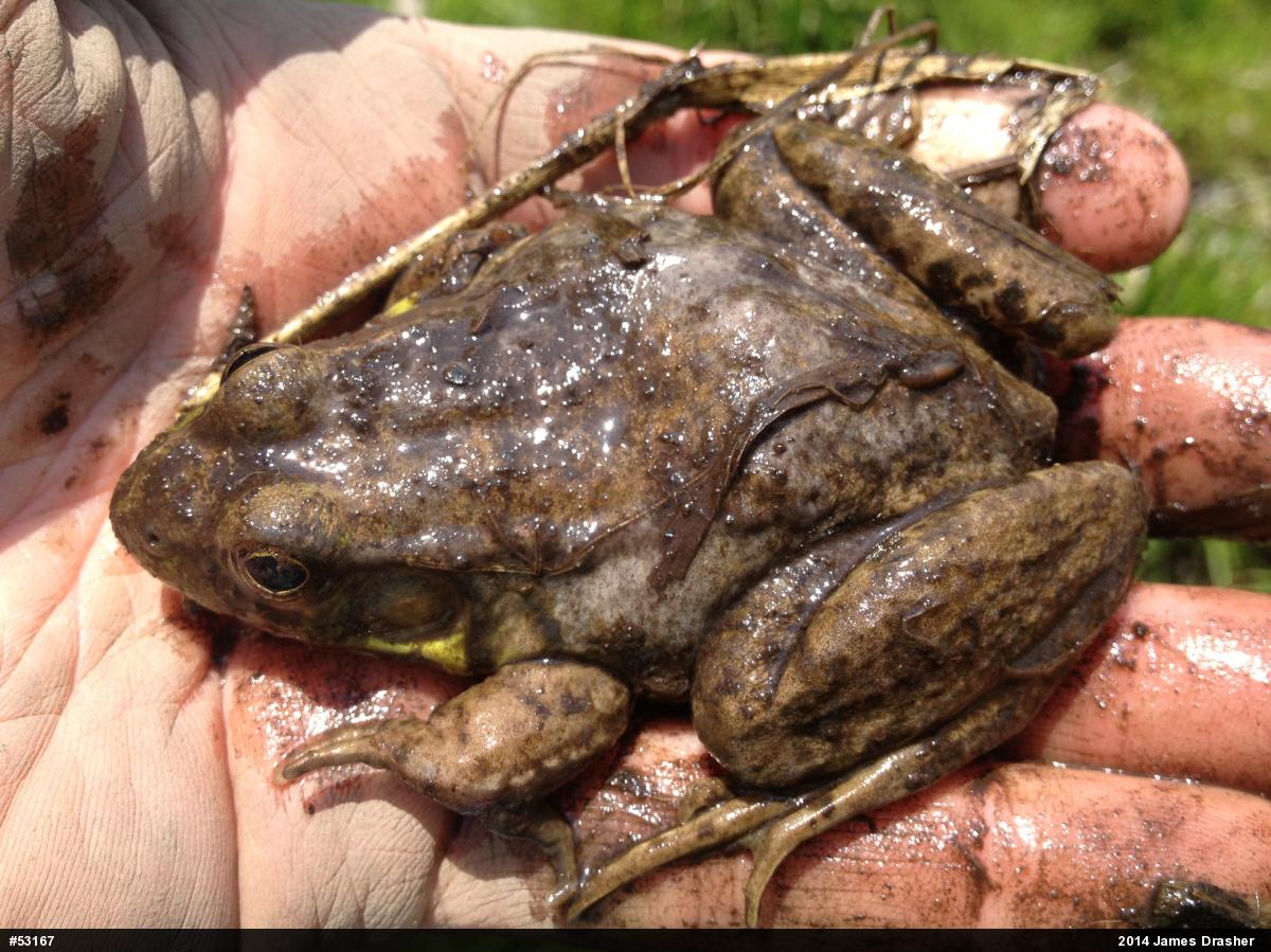 Green Frog