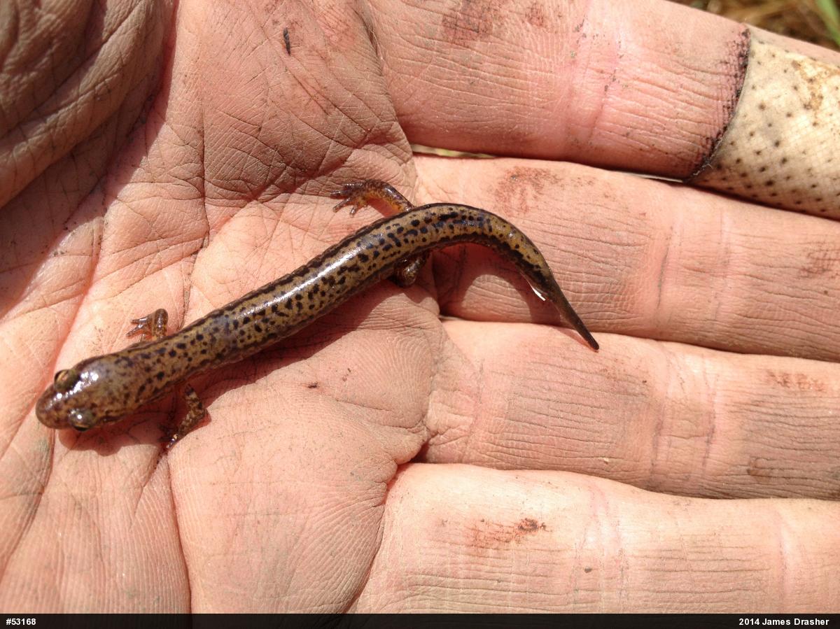 Northern Two-lined Salamander