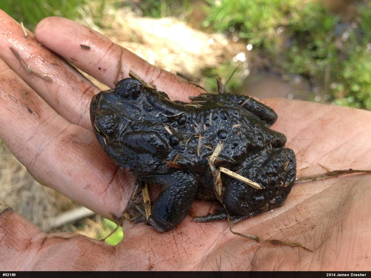 Eastern American Toad