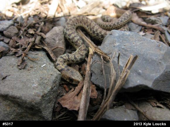 Eastern Gartersnake