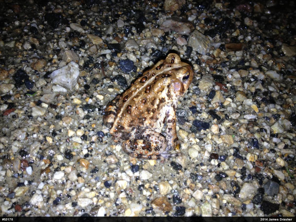 Eastern American Toad