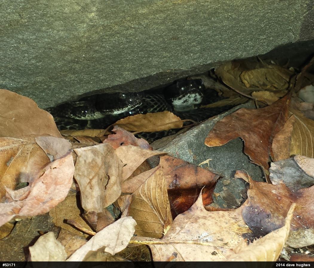 Timber Rattlesnake