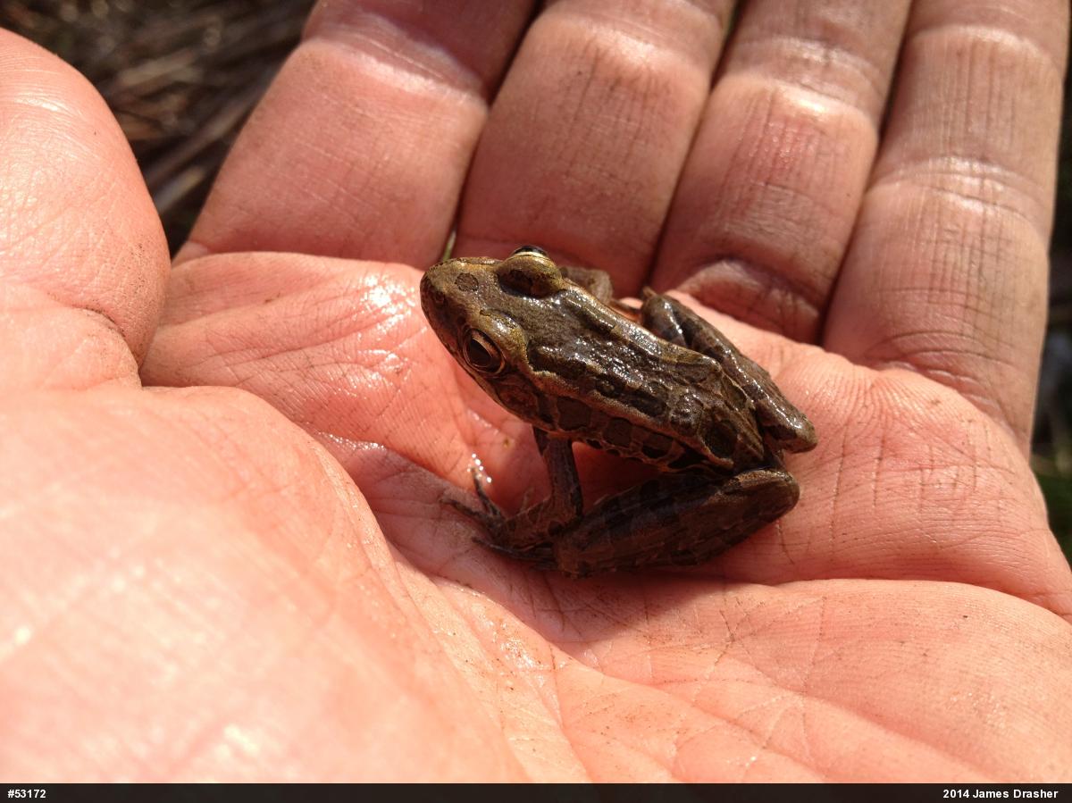 Pickerel Frog