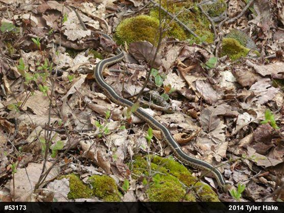 Eastern Gartersnake