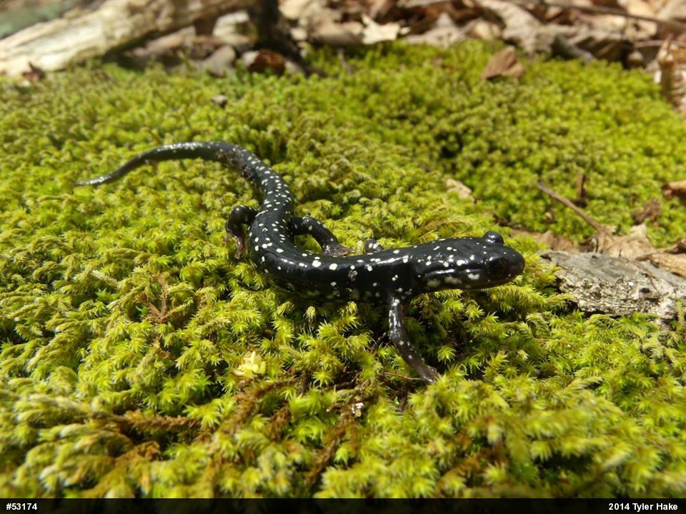 Northern Slimy Salamander