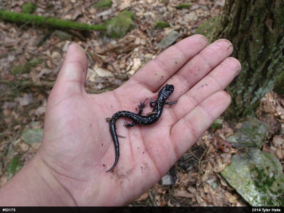 Northern Slimy Salamander